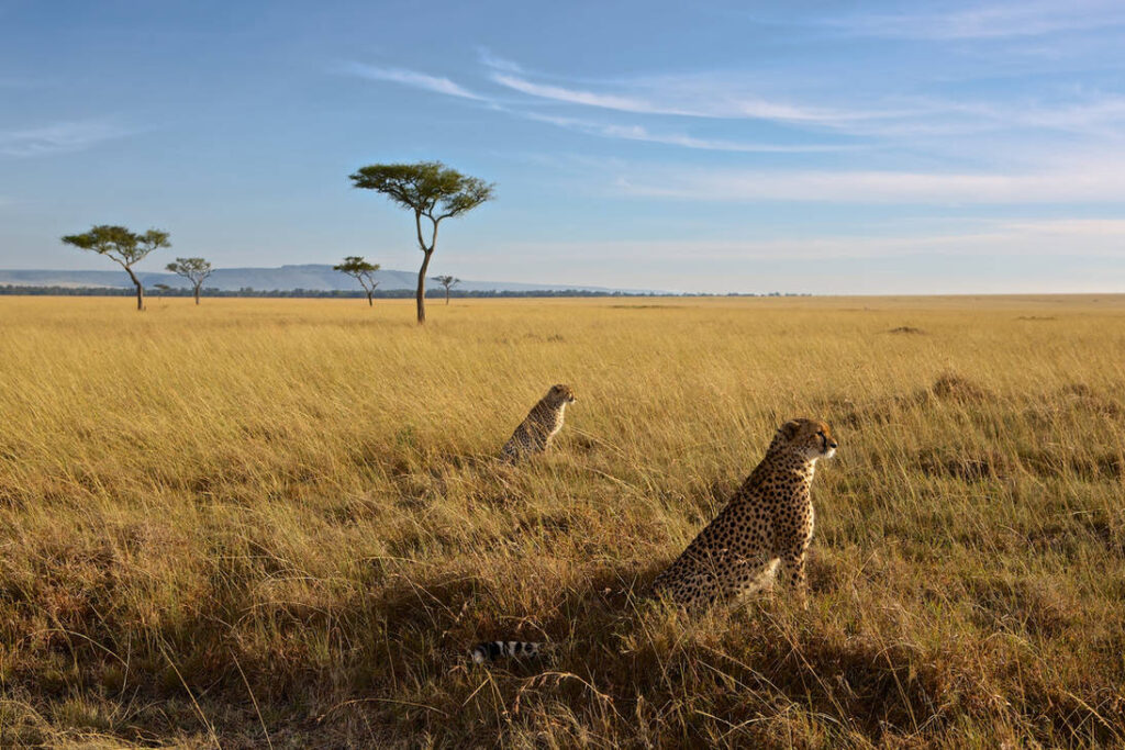 3 Days Masai Mara Jeep Safari